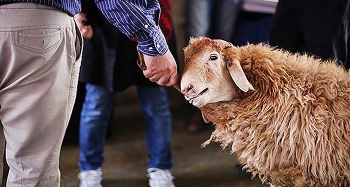 ‍ راه اندازی ۱۵ قربانگاه در نقاط مختلف استان ایلام در آستانه عید قربان