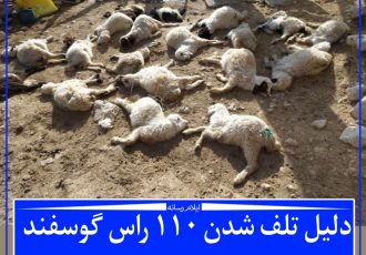 دلیل تلف شدن ۱۱۰ راس گوسفند هلیلان چه بوده است؟