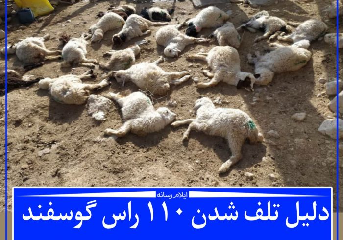 دلیل تلف شدن ۱۱۰ راس گوسفند هلیلان چه بوده است؟