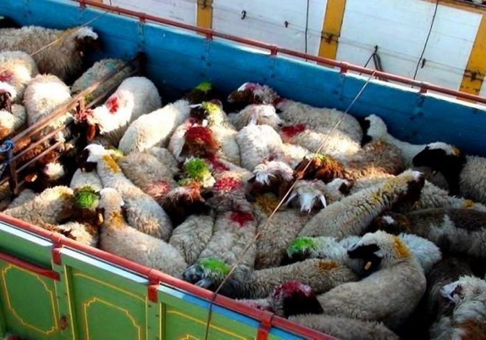 گرانی گوشت قرمز در بازار به دلیل افزایش قاچاق دام زنده