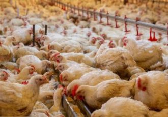 نباید قیمت مرغ در ایلام از استان‌های همجوار بیشتر باشد