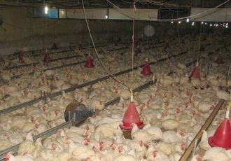 جریمه یک واحد مرغداری به دلیل عدم رعایت استانداردهای مصرف انرژی در ایلام