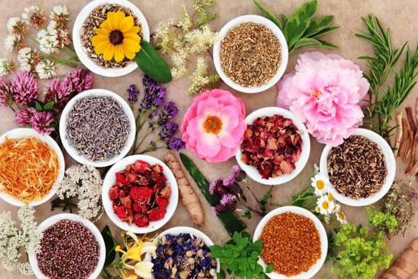سند ساماندهی گیاهان دارویی در ایلام تدوین می‌شود