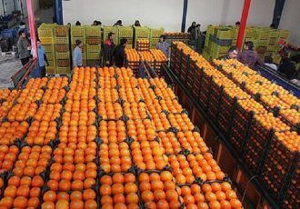 توزیع میوه نوروزی تنظیم بازار در استان ایلام آغاز شد