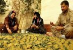 ترخینه ایلامی