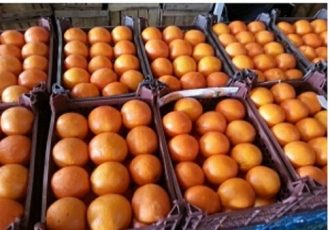توزیع میوه شب عید طرح تنظیم بازار در ایلام