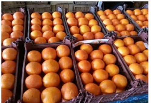 توزیع میوه شب عید طرح تنظیم بازار در ایلام