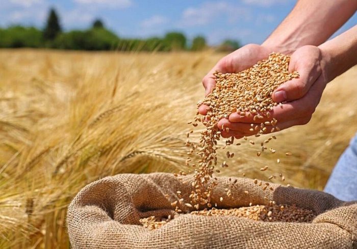پیش بینی خرید ۲۸۰ هزار تن گندم از کشاورزان استان ایلام