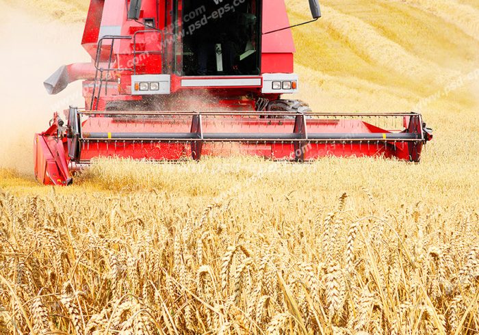 پیش‌بینی برداشت ۱۵۰ هزار تن گندم و ۱۴ هزار تن کلزا در شهرستان دهلران