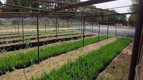 ۳۲۰ هزار اصله نهال در دهلران تولید می‌شود