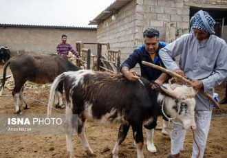 انجام بیش از ۸ میلیون مورد واکسیناسیون دام در ایلام