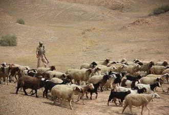 کشف و ضبط ۶۱ راس احشام قاچاق در مرز مهران
