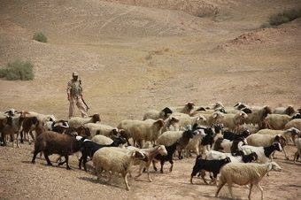 کشف و ضبط ۶۱ راس احشام قاچاق در مرز مهران