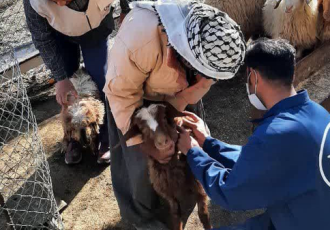 واکسیناسیون ۱۴۰ هزار رأس دام در ملکشاهی