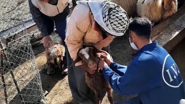 واکسیناسیون ۱۴۰ هزار رأس دام در ملکشاهی