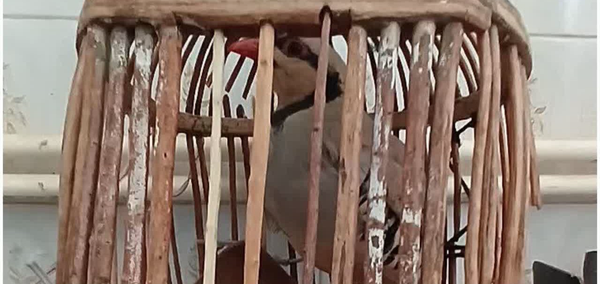 دستگیری شکارچی متخلف در منطقه حفاظت‌شده مانشت و قلارنگ