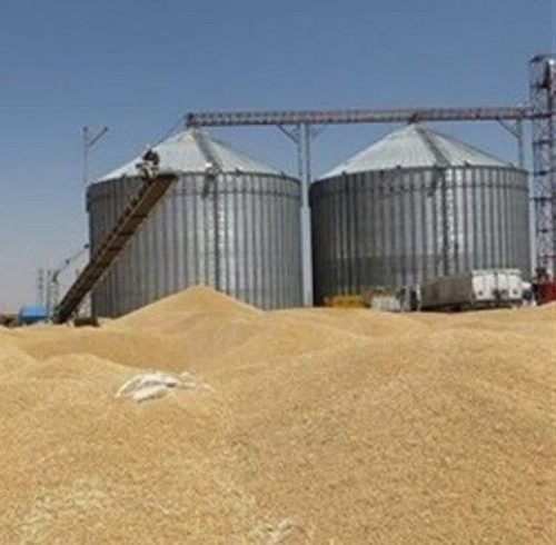 خرید ۱۸۰ هزار تن گندم از کشاورزان استان ایلام
