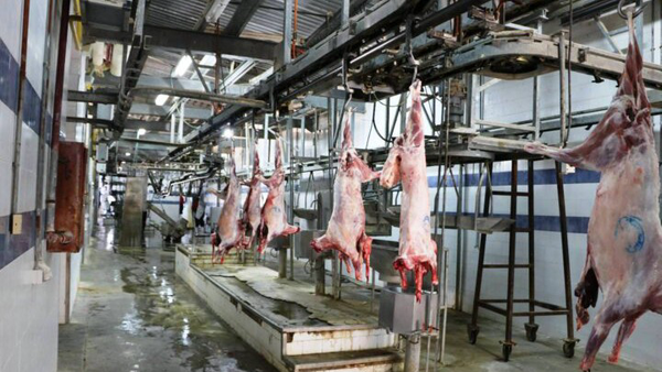 فعالیت کشتارگاه صنعتی دام ایلام از تیرماه آغاز می‌شود