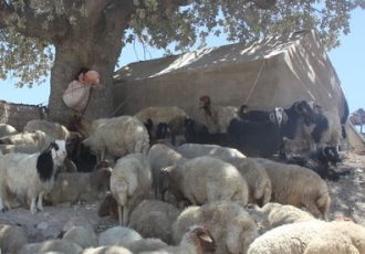 عشایر شهرستان آبدانان سالانه ۸۰۰ میلیارد تومان محصول تولید می کنند
