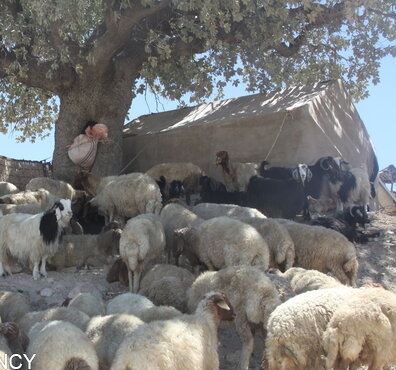 عشایر شهرستان آبدانان سالانه ۸۰۰ میلیارد تومان محصول تولید می کنند