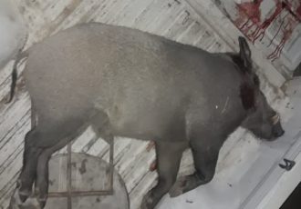 دستگیری شکارچیان غیرمجاز یک رأس گراز وحشی در آبدانان