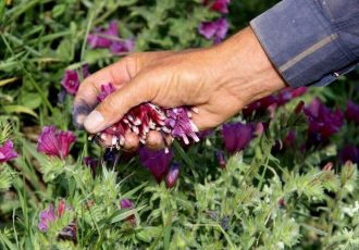 برداشت غیرمجاز گیاهان دارویی و جنگلی در ایلام ممنوع شد