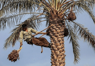 برداشت خرمای پیارم از ۱۳۰ هکتار باغات مهران آغاز شد