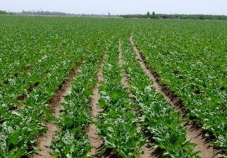 آغاز کشت پاییزه در ایلام با به‌کارگیری روش‌های مقابله با چالش‌های اقلیمی