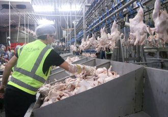 افزایش تولید مرغ در ایلام/آغاز نظارت هوشمند بر تولید و عرضه مرغ