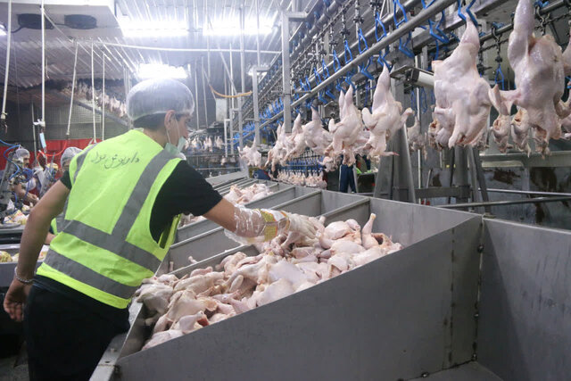 افزایش تولید مرغ در ایلام/آغاز نظارت هوشمند بر تولید و عرضه مرغ