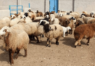 زکات دام در ایلام، زمینهساز راهاندازی ۳۰ طرح اشتغال روستایی زکات دام در ایلام، زمینهساز راهاندازی ۳۰ طرح اشتغال روستایی