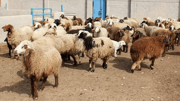زکات دام در ایلام، زمینهساز راهاندازی ۳۰ طرح اشتغال روستایی زکات دام در ایلام، زمینهساز راهاندازی ۳۰ طرح اشتغال روستایی
