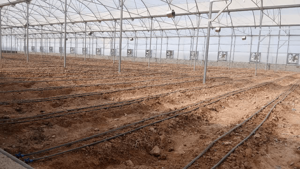 بهره‌برداری از گلخانه ۷ هزار مترمربعی تولید صیفی‌جات در دشت عباس