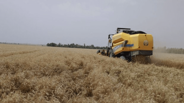 تولید سالانه ۵۰۰ هزار تن محصولات کشاورزی در دهلران