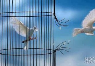 خیرات متوفی صرف آزادی زندانیان جرائم غیر عمد در استان ایلام گردید