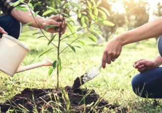 ۴۴۸ هزار نهال در دهلران بین مردم و کشاورزان توزیع شد ۴۴۸ هزار نهال در دهلران بین مردم و کشاورزان توزیع شد