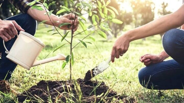 ۴۴۸ هزار نهال در دهلران بین مردم و کشاورزان توزیع شد ۴۴۸ هزار نهال در دهلران بین مردم و کشاورزان توزیع شد