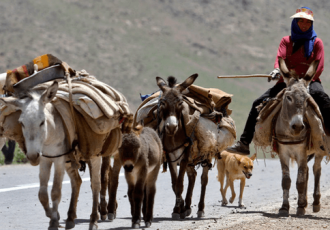 فعالیت ۱۵۰۰ خانوار عشایری در دهلران فعالیت ۱۵۰۰ خانوار عشایری در دهلران