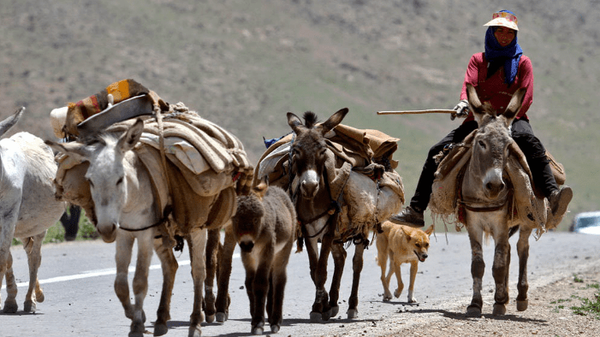 فعالیت ۱۵۰۰ خانوار عشایری در دهلران فعالیت ۱۵۰۰ خانوار عشایری در دهلران
