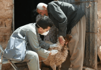 اجرای ۴.۶ میلیون نوبت واکسیناسیون دامی در ایلام اجرای ۴.۶ میلیون نوبت واکسیناسیون دامی در ایلام