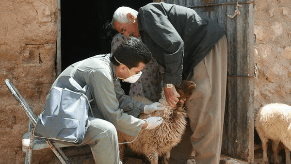 اجرای ۴.۶ میلیون نوبت واکسیناسیون دامی در ایلام اجرای ۴.۶ میلیون نوبت واکسیناسیون دامی در ایلام