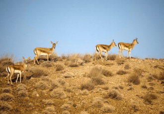 سرشماری ۱۴۳ هزار هکتار زیستگاه حیاتوحش ایلام آغاز شد سرشماری ۱۴۳ هزار هکتار زیستگاه حیاتوحش ایلام آغاز شد