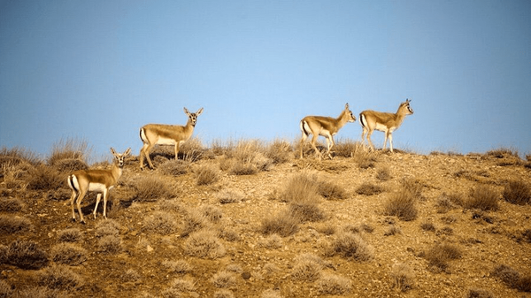 سرشماری ۱۴۳ هزار هکتار زیستگاه حیاتوحش ایلام آغاز شد سرشماری ۱۴۳ هزار هکتار زیستگاه حیاتوحش ایلام آغاز شد