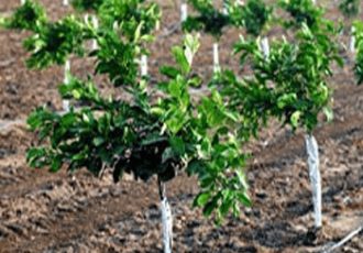 شتاب در باغبانی ایلام؛ طرح ۲۰۰ هکتاری کنگیر ایوان  وارد فاز نهایی شد ‌