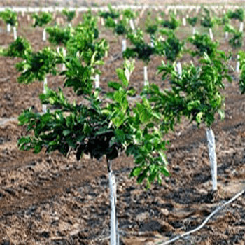 شتاب در باغبانی ایلام؛ طرح ۲۰۰ هکتاری کنگیر ایوان  وارد فاز نهایی شد ‌