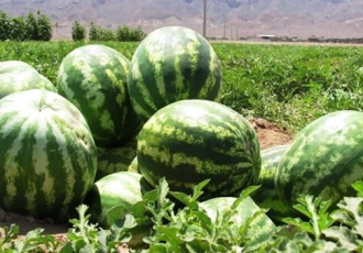 برداشت ۱۴ هزار تن هندوانه از مزارع دهلران