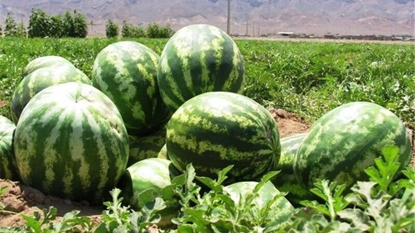برداشت ۱۴ هزار تن هندوانه از مزارع دهلران برداشت ۱۴ هزار تن هندوانه از مزارع دهلران