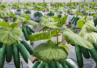 نخستین برداشت خیار از گلخانه ۷۰۰۰ متری دشت عباس آغاز شد