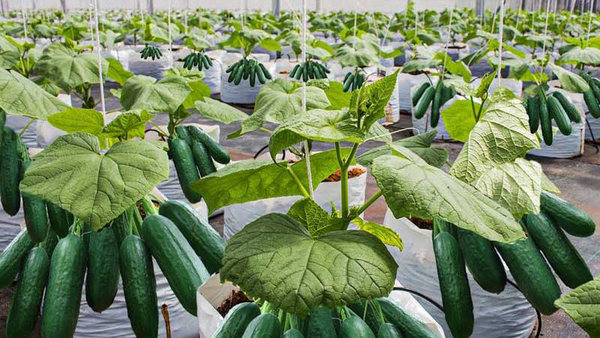 نخستین برداشت خیار از گلخانه ۷۰۰۰ متری دشت عباس آغاز شد نخستین برداشت خیار از گلخانه ۷۰۰۰ متری دشت عباس آغاز شد