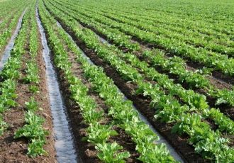 ۷۰ هزار هکتار از اراضی کشاورزی دهلران به کشت پاییزه اختصاص یافت